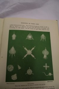 D. The wonders of pond life